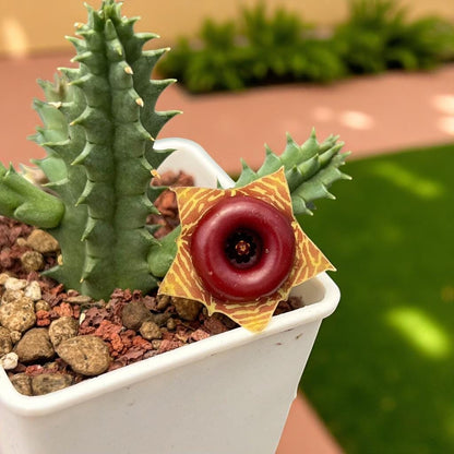 Chinese Pavilion Succulent: Star-Shaped Bloom, Easy Indoor Plant