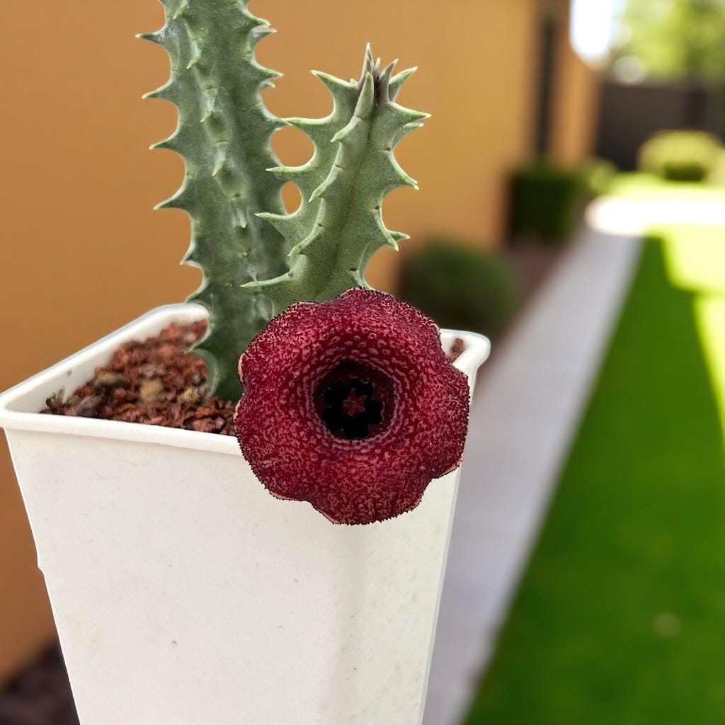 Chinese Pavilion Succulent: Star-Shaped Indoor Plant