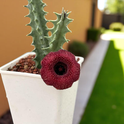 Chinese Pavilion Succulent: Star-Shaped Indoor Plant