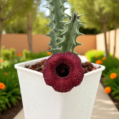 Chinese Pavilion Succulent: Star-Shaped Indoor Plant