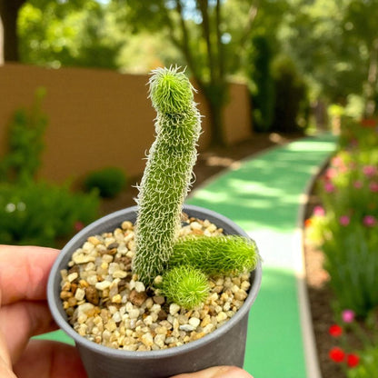 Hairy Star Succulent: Unique Live Indoor Plant