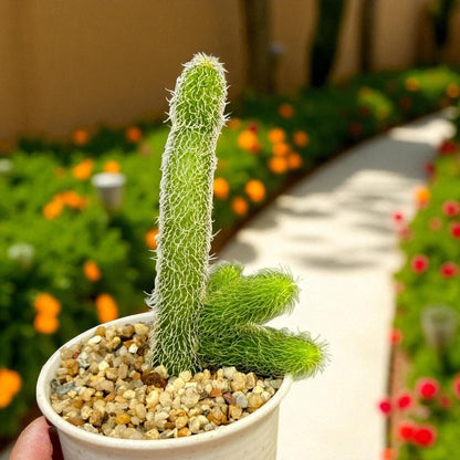 Hairy Star Succulent: Unique Live Indoor Plant