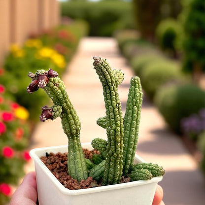Mini Tubular Succulent: Bell-Shaped Flowers, Easy Care Houseplant