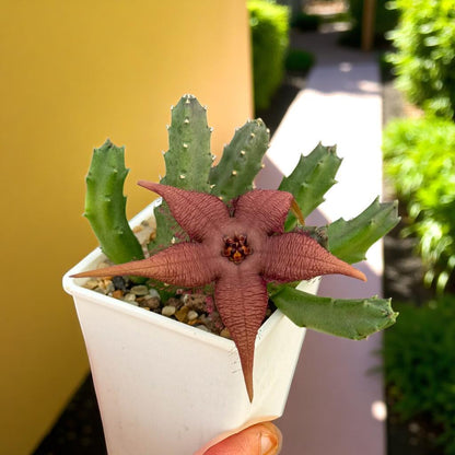 Packaging View of Star-Shaped Succulent Live Plant, Spiky Indoor Cactus, Unique Flowering Houseplant, Easy Care Desk Plant, Exotic Home Decor Gift, highlighting its cactus look and listing presentation