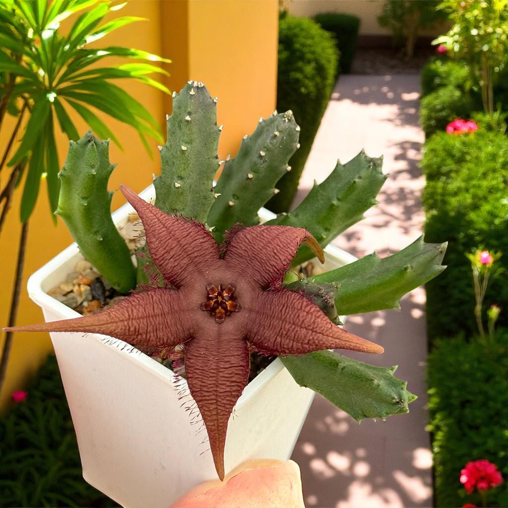 Side View of Star-Shaped Succulent Live Plant, Spiky Indoor Cactus, Unique Flowering Houseplant, Easy Care Desk Plant, Exotic Home Decor Gift, highlighting its cactus look and listing presentation
