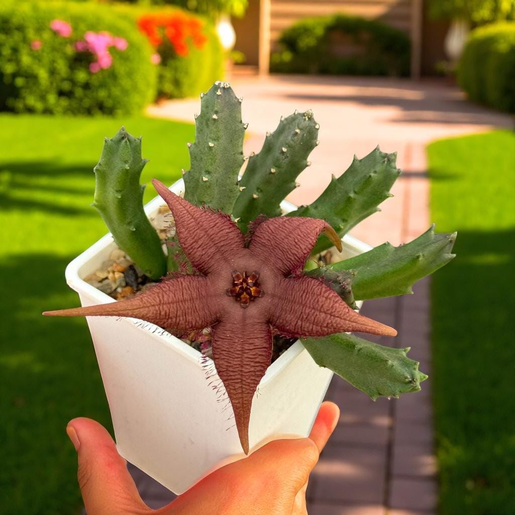 Additional Detail View of Star-Shaped Succulent Live Plant, Spiky Indoor Cactus, Unique Flowering Houseplant, Easy Care Desk Plant, Exotic Home Decor Gift, highlighting its cactus look and listing presentation
