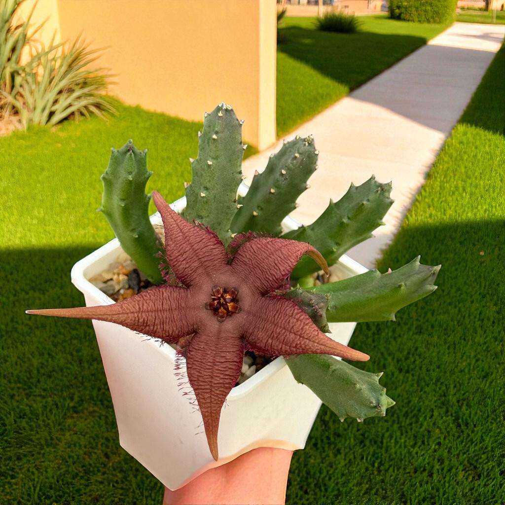 Scale Reference View of Star-Shaped Succulent Live Plant, Spiky Indoor Cactus, Unique Flowering Houseplant, Easy Care Desk Plant, Exotic Home Decor Gift, highlighting its cactus look and listing presentation