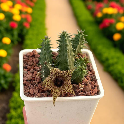 Star Bloom Succulent Duo: Spiny Stem Cactus, Easy Care Houseplant