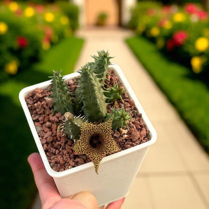 Star Bloom Succulent Duo: Spiny Stem Cactus, Easy Care Houseplant