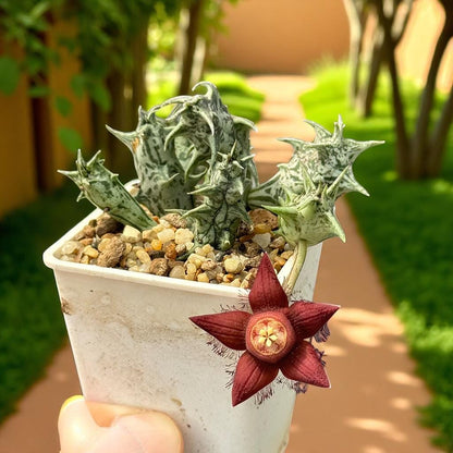 Star-Shaped Succulent: Spiky Indoor Cactus - Easy Care Houseplant