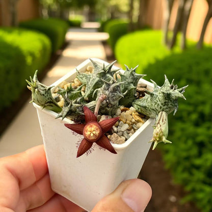 Star-Shaped Succulent: Spiky Indoor Cactus - Easy Care Houseplant