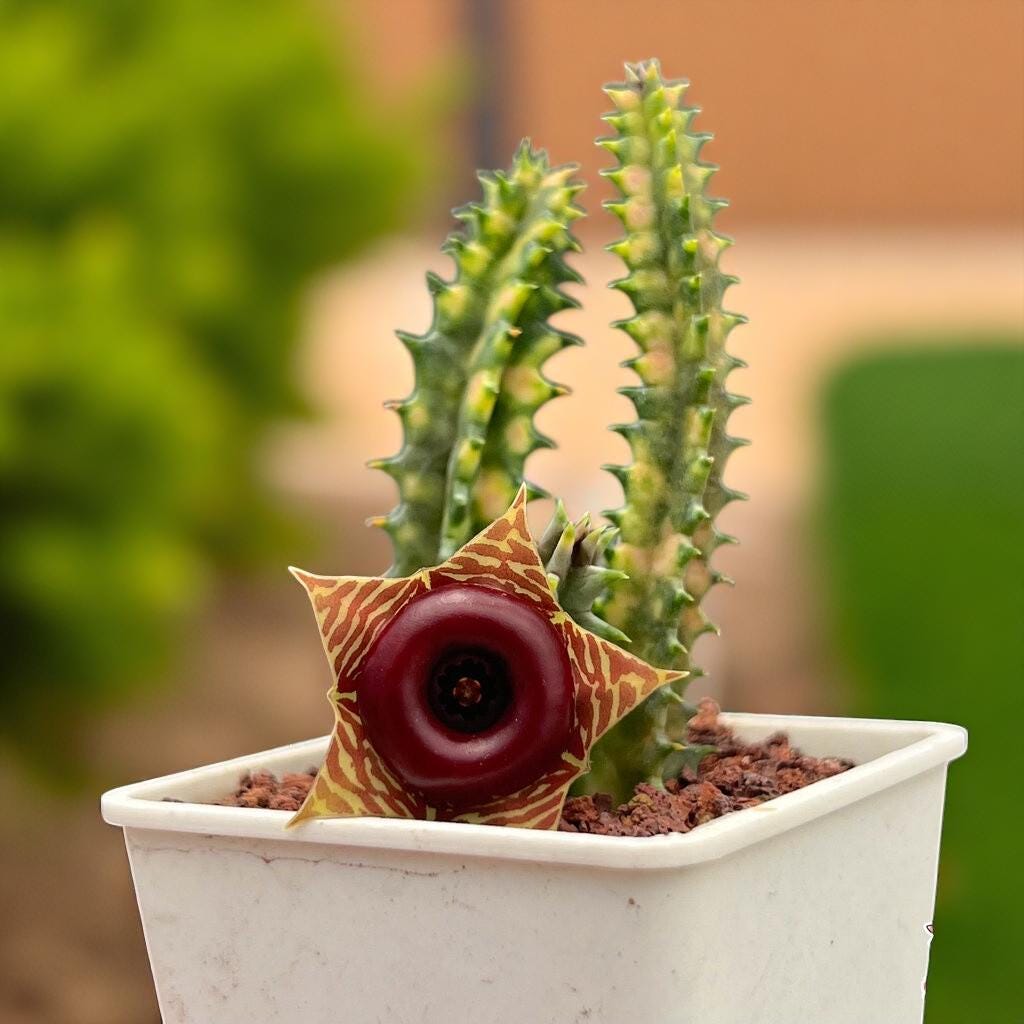Variegated Cactus: Colorful Striped Succulent - Easy Care Houseplant