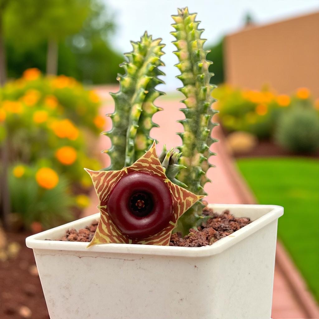 Variegated Cactus: Colorful Striped Succulent - Easy Care Houseplant