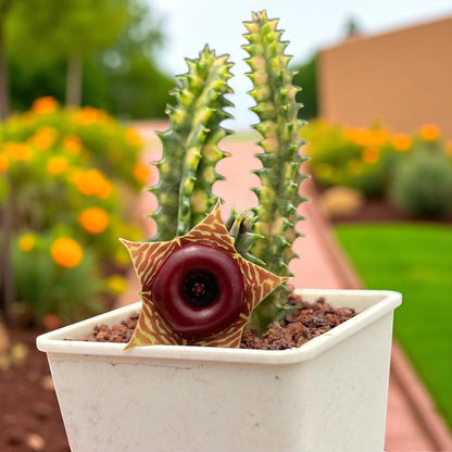 Variegated Cactus: Colorful Striped Succulent - Easy Care Houseplant