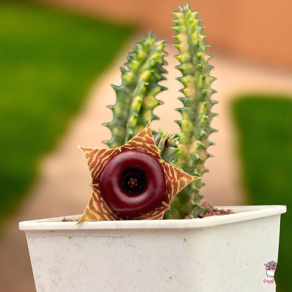 Variegated Cactus: Colorful Striped Succulent - Easy Care Houseplant
