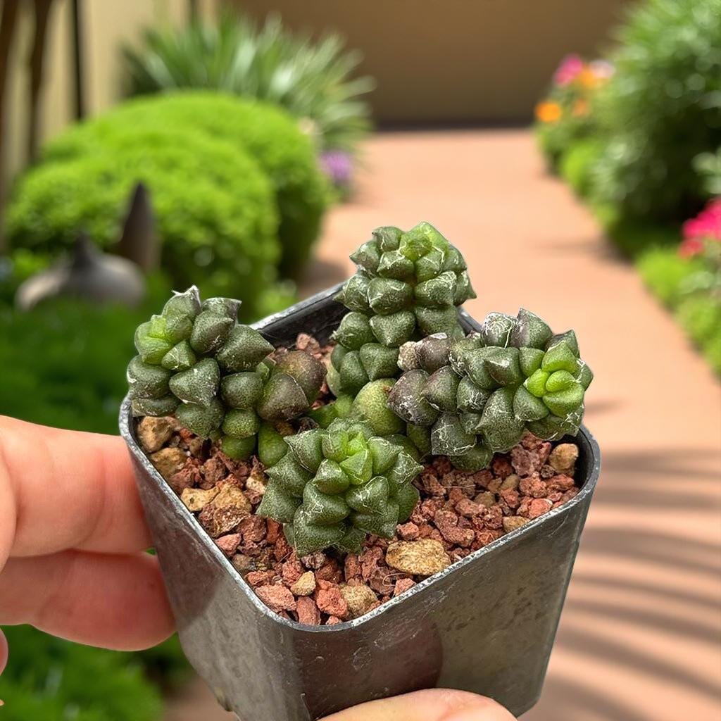 Webbed Rosette Succulent: Mini Indoor Plant, Easy Care Houseplant