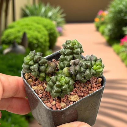 Webbed Rosette Succulent: Mini Indoor Plant, Easy Care Houseplant