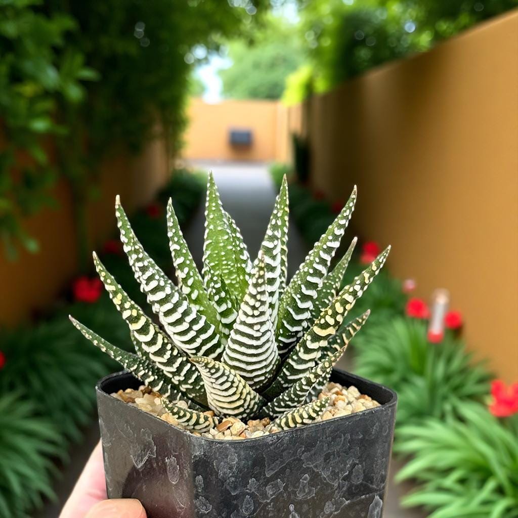 Zebra Succulent Plant: Live Potted Indoor Cactus, Easy Care