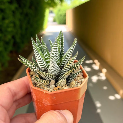 Zebra Succulent Plant: Live Potted Indoor Cactus, Easy Care