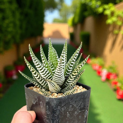 Zebra Succulent Plant: Live Potted Indoor Cactus, Easy Care