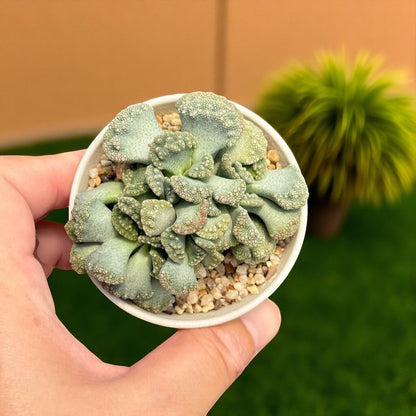 Concrete Leaf Succulent: Rock Texture Miniature Houseplant - Easy Care (2 Pcs