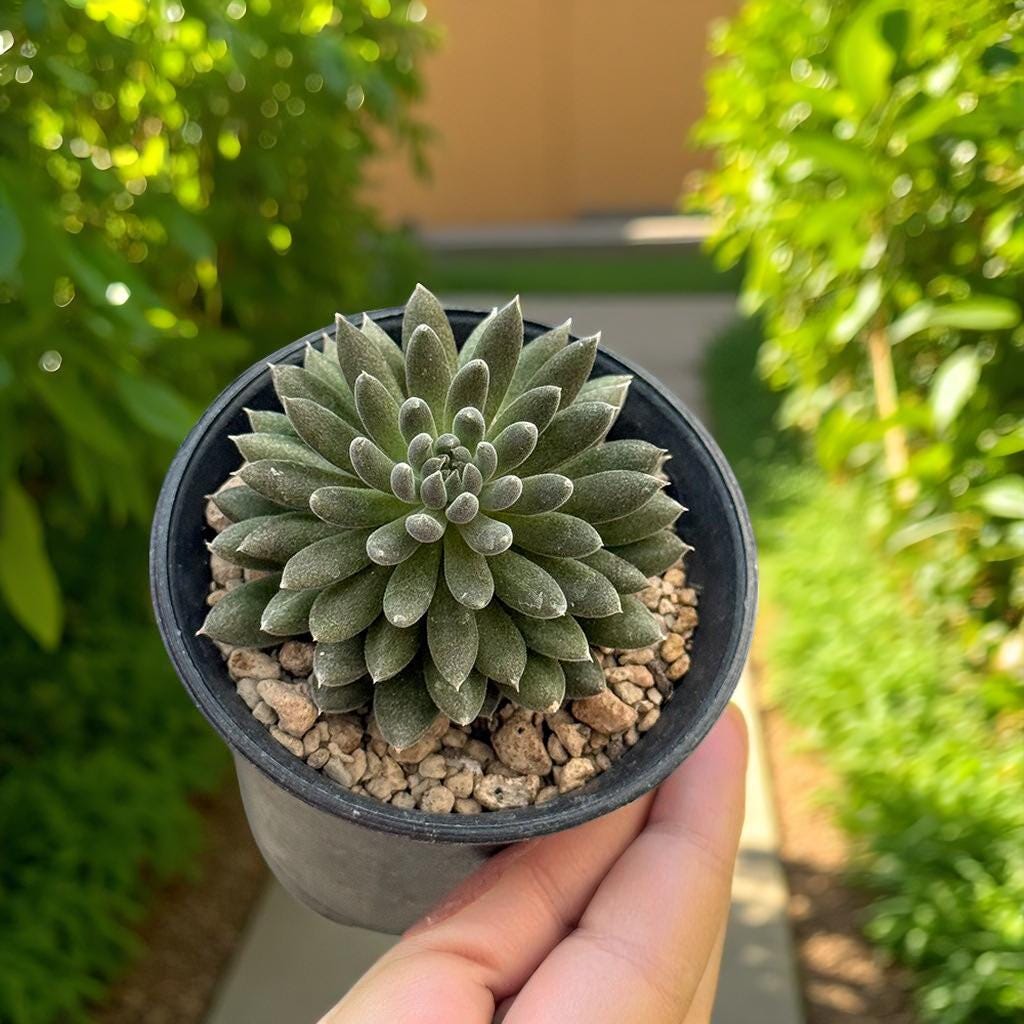 Black Hedgehog Succulent: Spiky Mini Indoor Plant