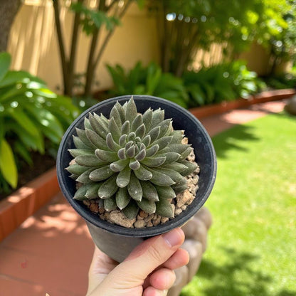 Black Hedgehog Succulent: Spiky Mini Indoor Plant