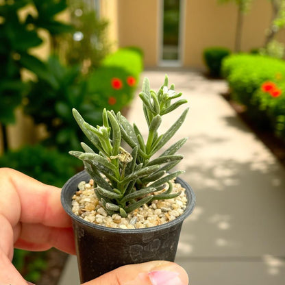 Mini Leafy Cactus: Unique Potted Succulent - Easy Care Houseplant