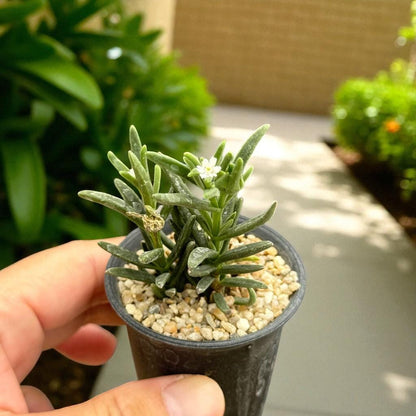 Mini Leafy Cactus: Unique Potted Succulent - Easy Care Houseplant
