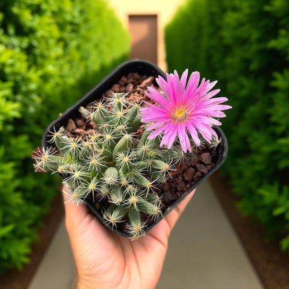 Mini Crown Succulent: Spiky Live Indoor Plant, Easy Care Desk Decor