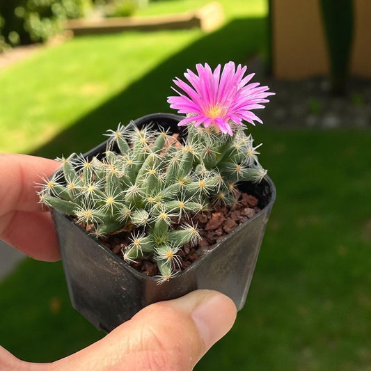 Close-up detail — Mini Crown Succulent: Spiky Live Indoor Plant | Cacti Nest