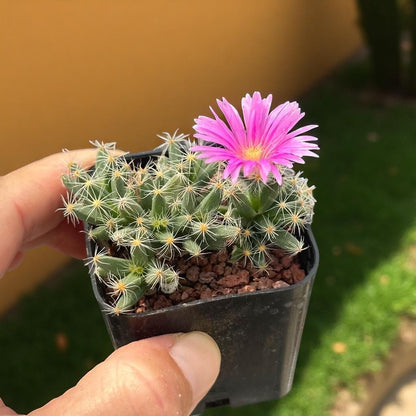 Mini Crown Succulent: Spiky Live Indoor Plant, Easy Care Desk Decor