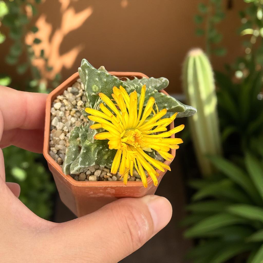 Tiger's Jaw Succulent: Spiky Toothed Live Indoor Plant