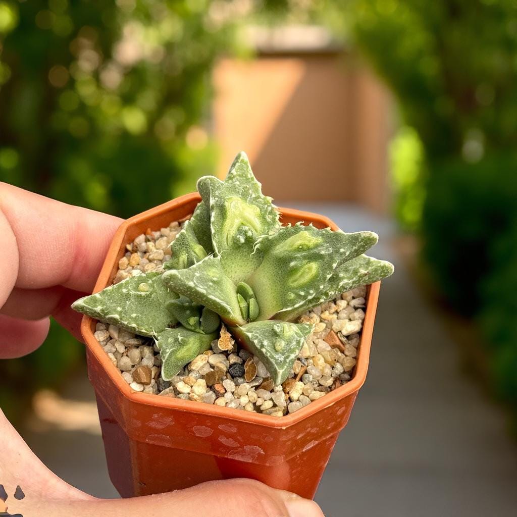 Tiger's Jaw Succulent: Spiky Toothed Live Indoor Plant