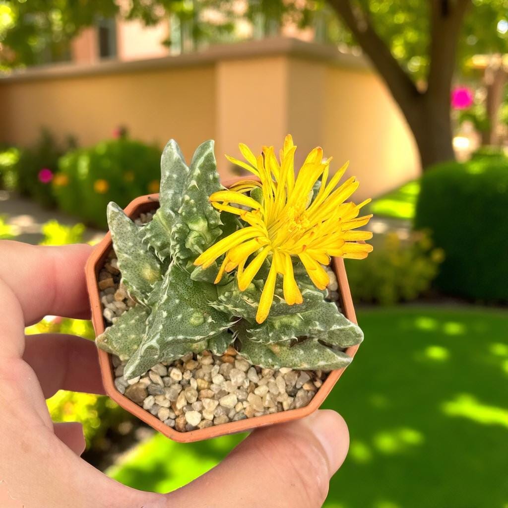 Tiger's Jaw Succulent: Spiky Toothed Live Indoor Plant