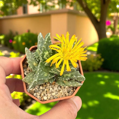 Tiger's Jaw Succulent: Spiky Toothed Live Indoor Plant