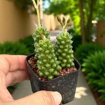 2 Mini Pink Rosette Succulents: Colorful Easy-Care Houseplant