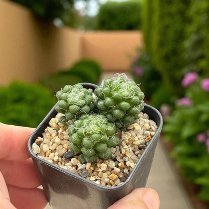 2 Mini Pink Rosette Succulents: Colorful Easy-Care Houseplant