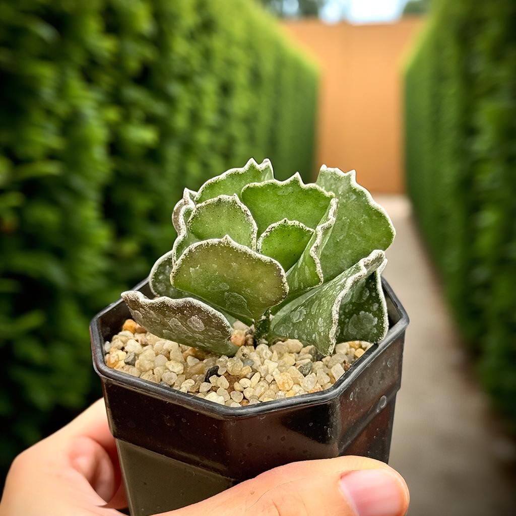Patterned Leaf Succulent: Easy Care Indoor Houseplant