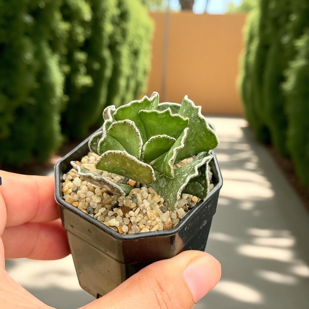 Patterned Leaf Succulent: Easy Care Indoor Houseplant