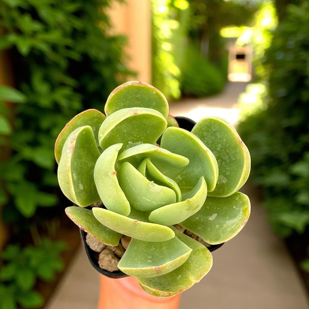 Peach Rosette Succulent Plant: Easy Care Potted Desk Decor
