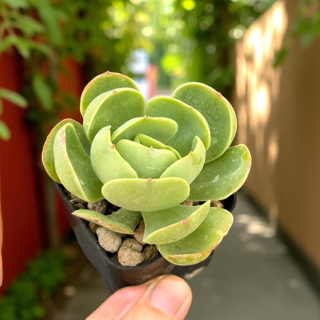 Peach Rosette Succulent Plant: Easy Care Potted Desk Decor