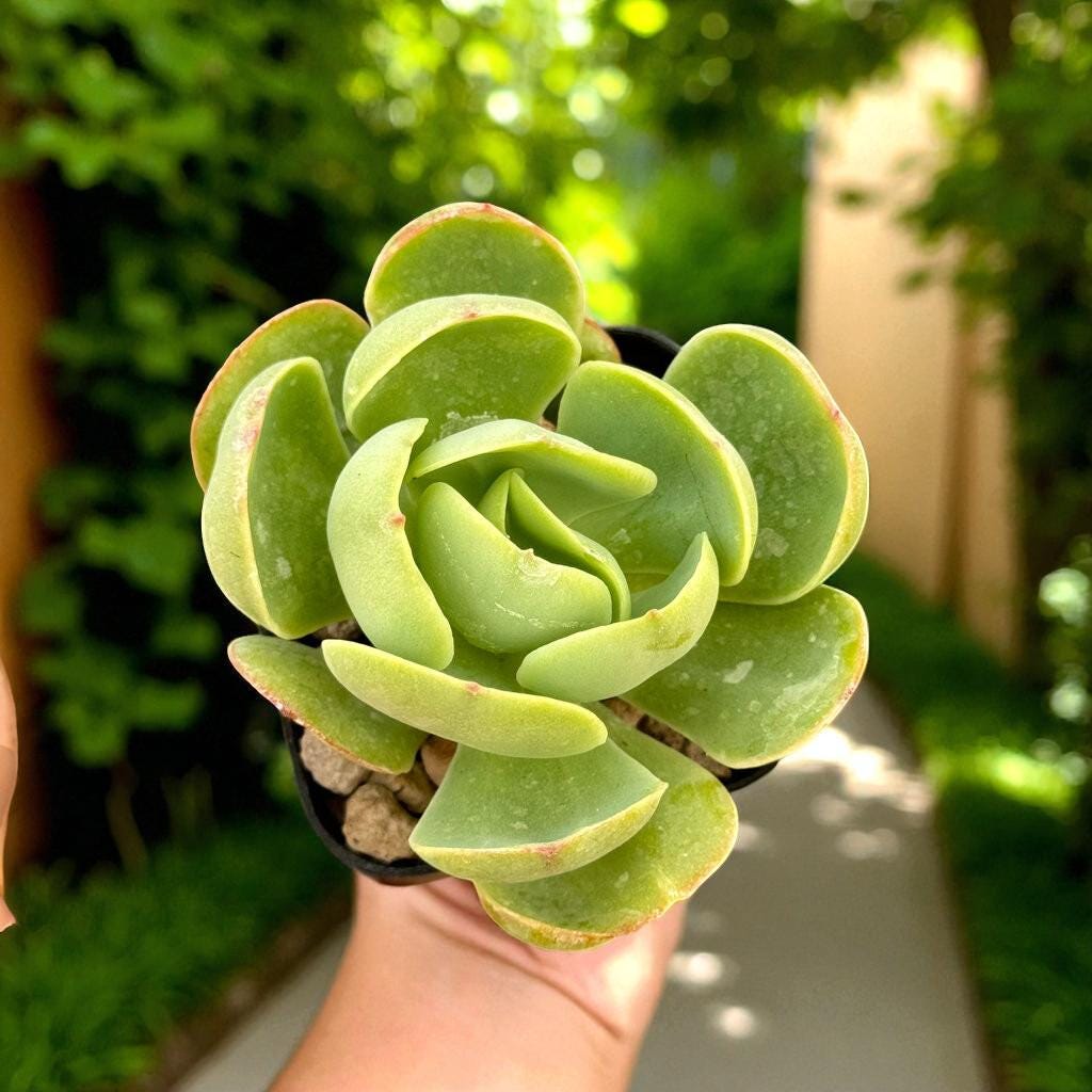 Peach Rosette Succulent Plant: Easy Care Potted Desk Decor