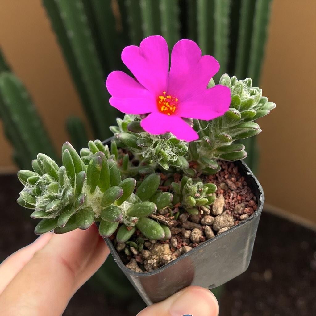 Rosette Succulent Plant: Compact Indoor Greenery - Easy Care