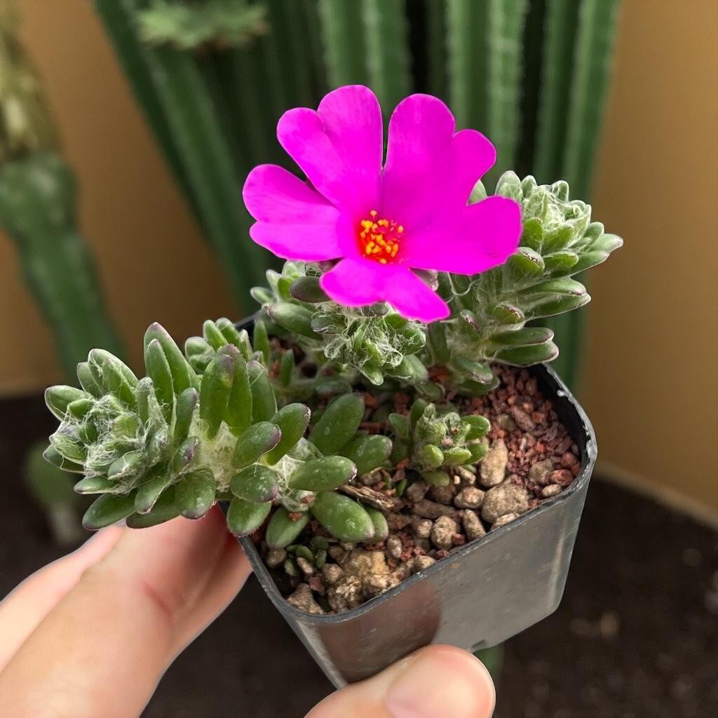 Rosette Succulent Plant: Compact Indoor Greenery - Easy Care