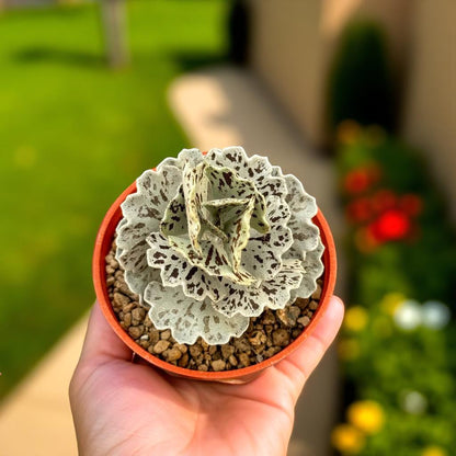 Silver Leaf Succulent: Mini Potted Houseplant, Easy Care Desert Decor