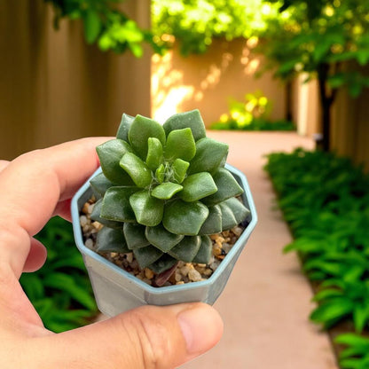 Colorful Rosette Succulent: Mini Potted Houseplant, Easy Care Desk Decor