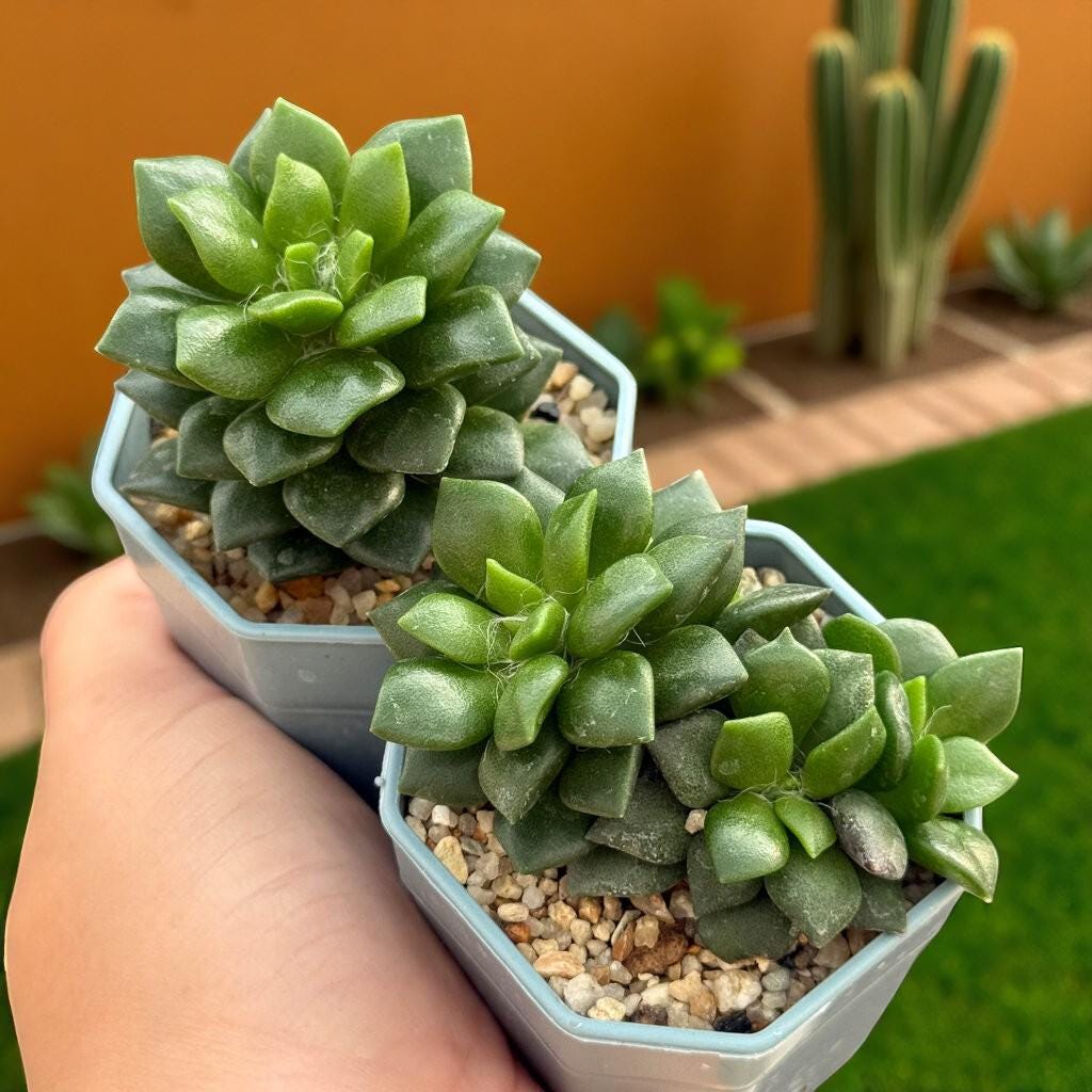 Colorful Rosette Succulent: Mini Potted Houseplant, Easy Care Desk Decor
