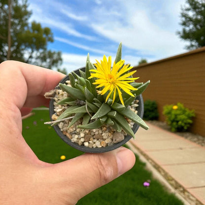 Chunky Split Rock Succulent: Unique Texture, Easy Care Indoor Plant