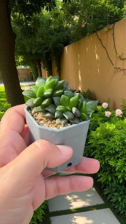 Colorful Trailing Succulent: Easy Care Indoor Houseplant